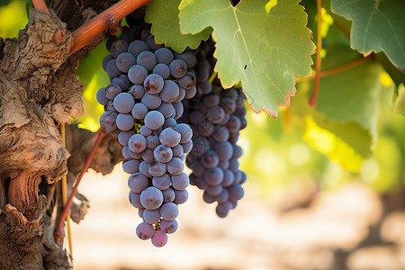树上的葡萄葡萄成熟的高清图片