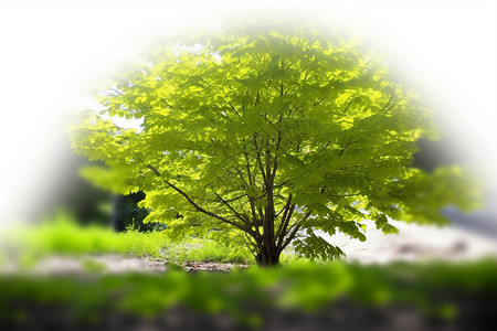 夏季森林中的树木幼苗背景图片