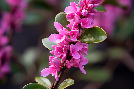 美丽的丁香花高清图片