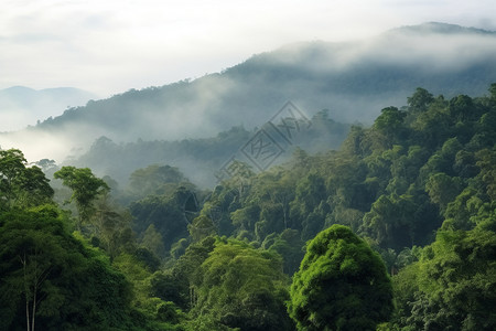 美丽的森林自然景观图片