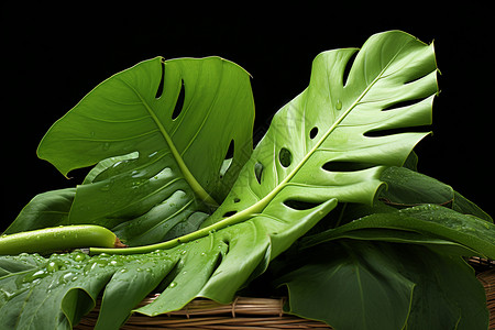 绿色的龟背竹植物背景图片