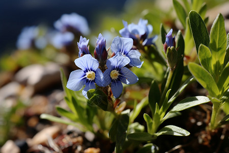蓝紫色龙胆植物背景图片