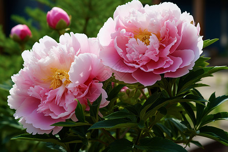 春天的粉红色牡丹图片
