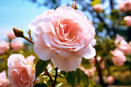 粉红色的玫瑰背景图片