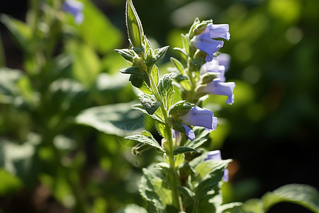 蓝紫色的花朵背景图片