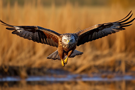 野生动物狩猎飞翔的鹰背景