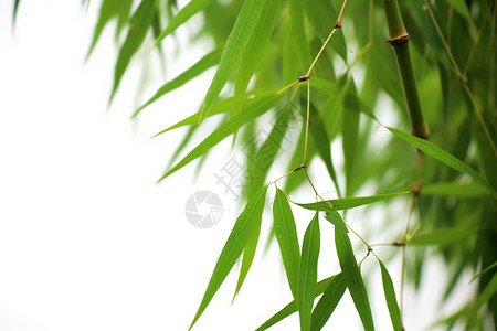 雨后的竹叶图片