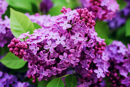 漂亮的丁香花背景图片