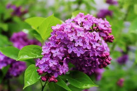 紫色的丁香花背景图片