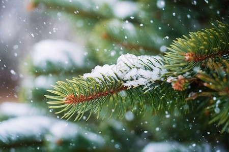 云杉上的雪松树上雪高清图片