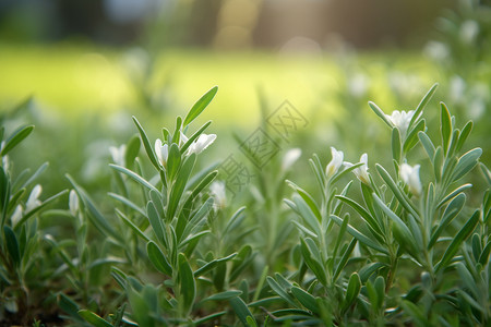 夏季生长茂盛的迷迭香图片