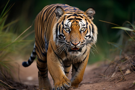丛林捕食的孟加拉虎图片