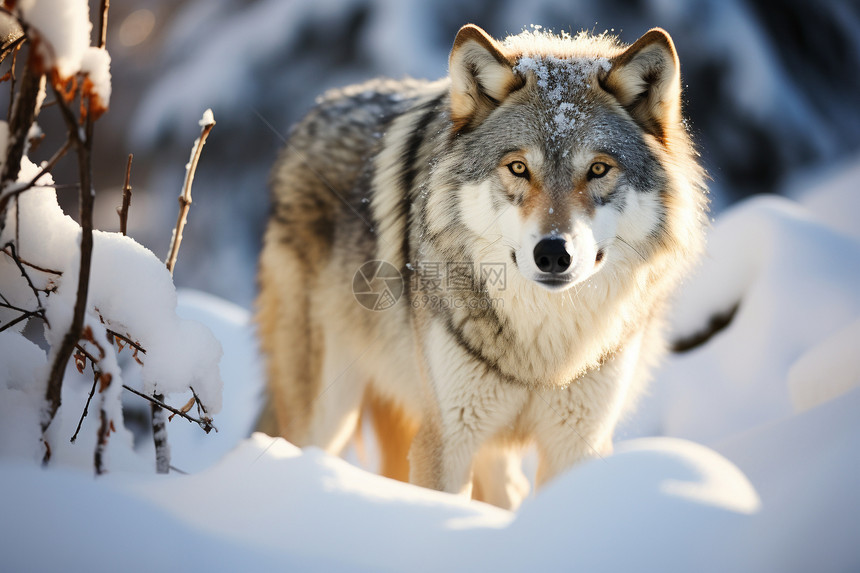 雪中觅食的灰狼图片