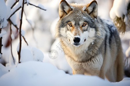 特写镜头寒冷的野生灰狼的特写镜头背景