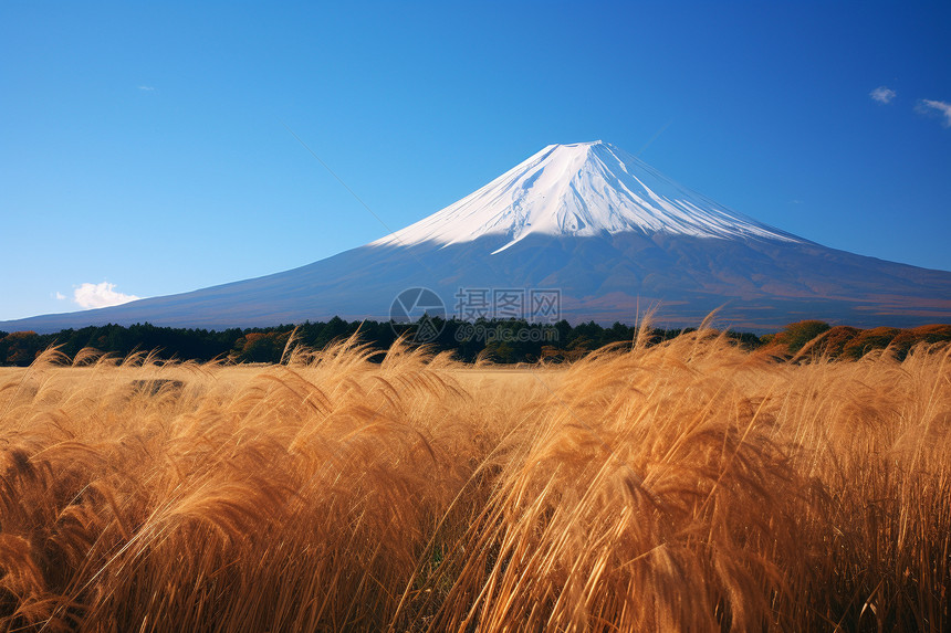美丽的秋天富士山景观图片
