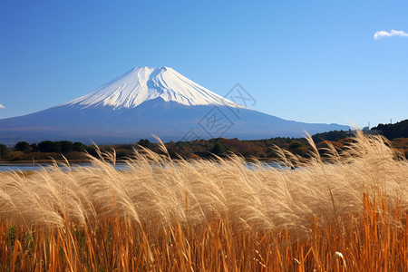 秋天富士山的美丽景观背景图片
