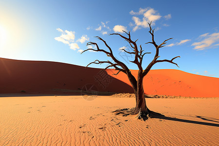徒步旅行的沙漠自然景观图片