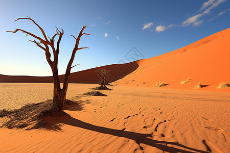 夏季沙丘沙漠的自然景观图片