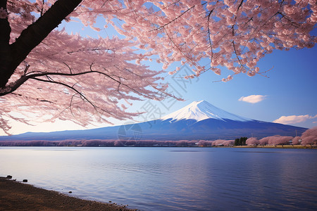 富士山下盛开的樱花街道图片