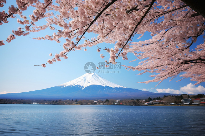 春天富士山的美丽景观图片