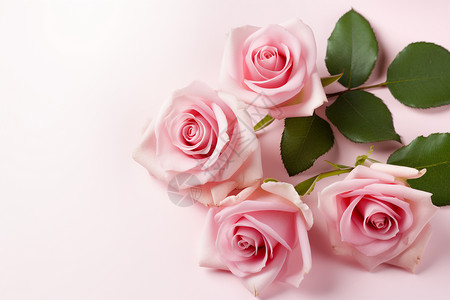 粉红色玫瑰背景背景图片