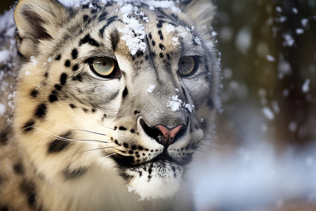 危险的雪豹动物图片