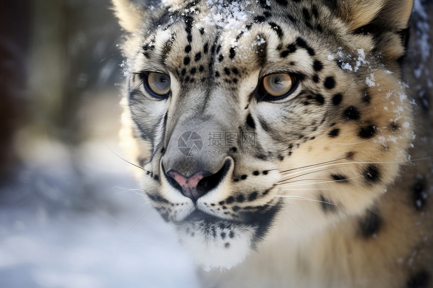 雪豹动物图片