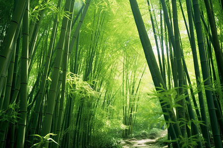 竹子叶子绿色竹林背景背景