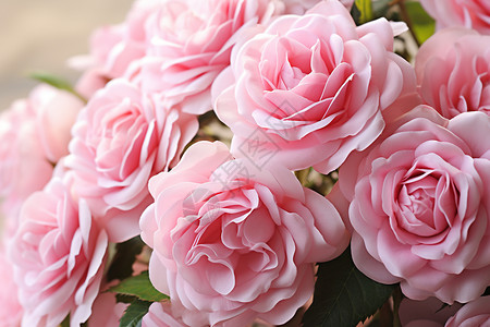 夏天绽放的粉色玫瑰图片