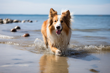 狗玩水湖边玩水的小狗背景