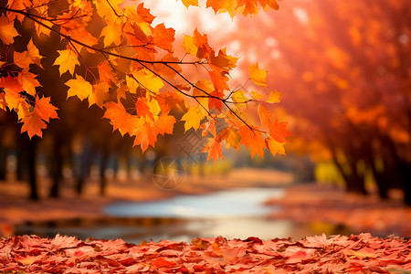 美丽的秋天森林公园景观图片