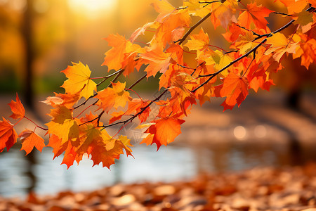 枫叶与火素材火红色的秋天森林公园背景