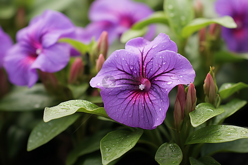 夏天充满活力的紫色花朵图片
