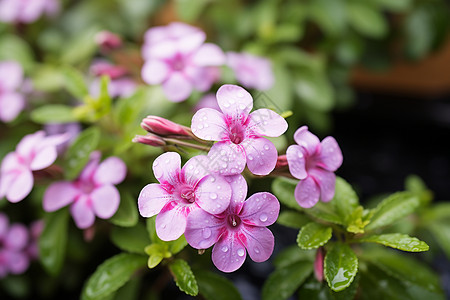 花园里的长春花高清图片