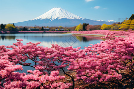 川口湖开满樱花的富士山脚下背景