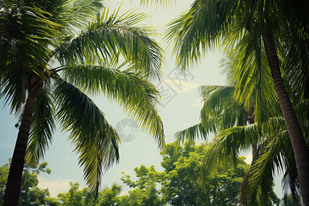 椰子树夏天热带棕榈树森林背景