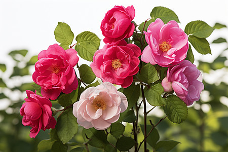 新鲜月季花植物野蔷薇高清图片