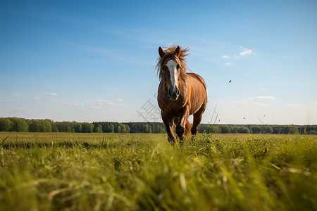 在草原上的马背景图片