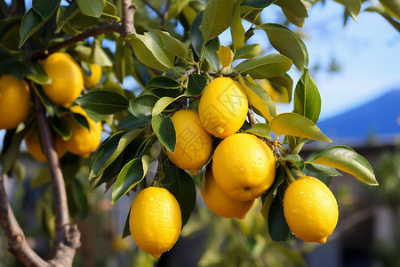柠檬树种植背景图片
