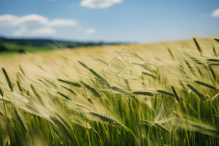 农田小麦作物图片