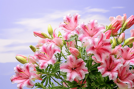 庆祝母亲节的康乃馨花束背景图片