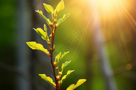 绿芽阳光下的嫩枝背景