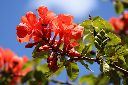 热带气候中的开花植物背景图片