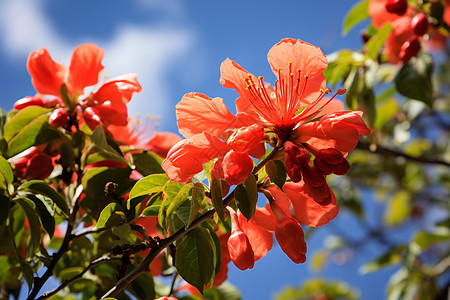 红色花朵的热带植物图片