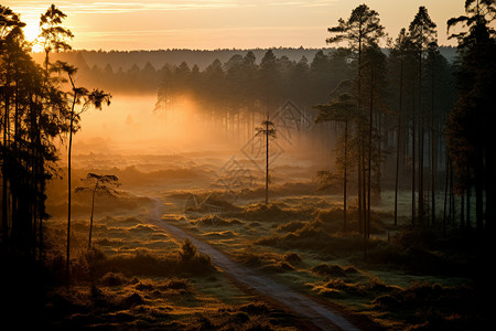 清晨阳光下的树林图片