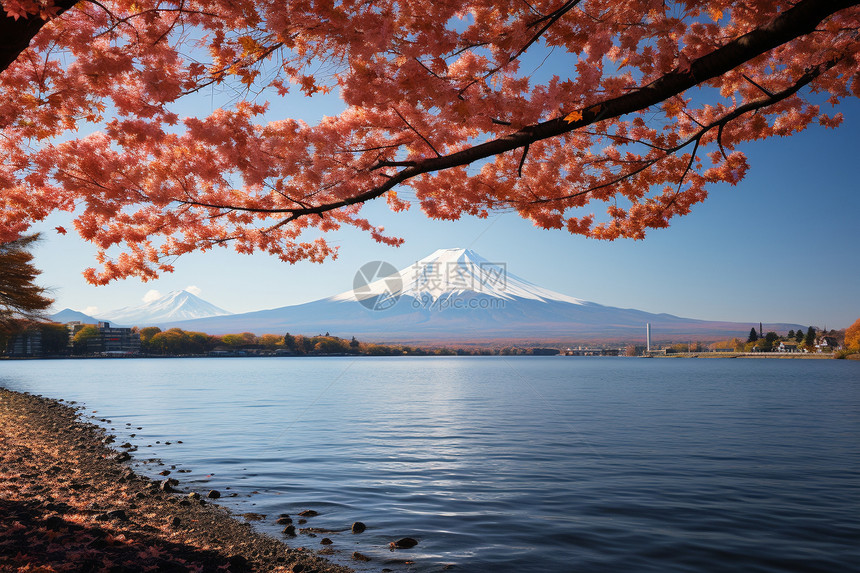 春季美丽的富士山图片