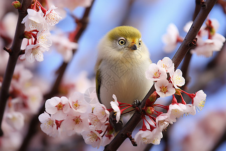 桃花眼春季枝头野生的绣眼鸟背景