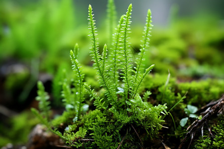 郁郁葱葱的青苔植物图片