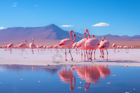 粉色盐湖粉红色的火烈鸟背景