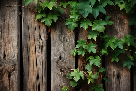 篱笆上罗宾木桩上的常青藤背景